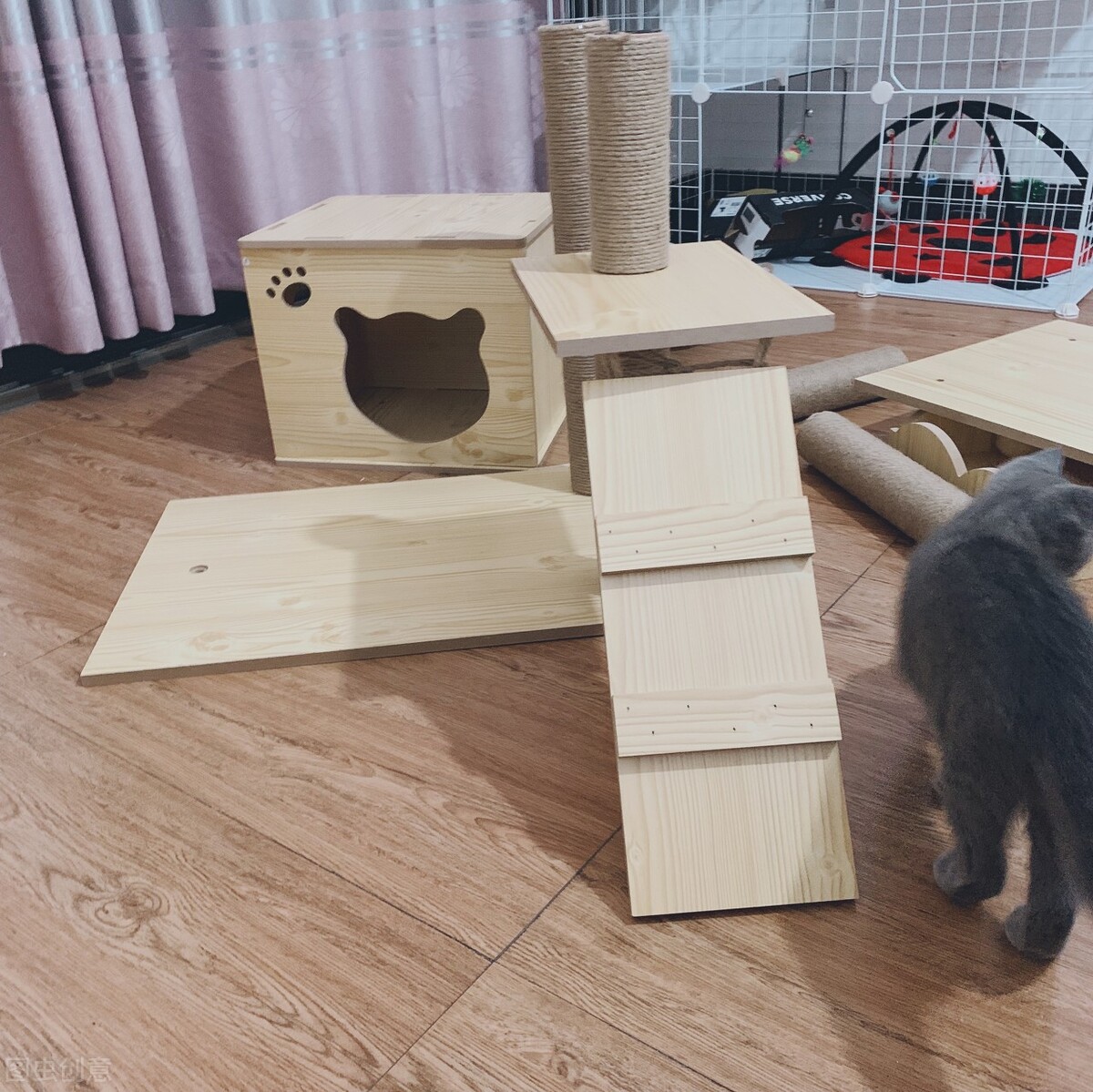 新手小白养猫需要做哪些功课,新手小白养猫要注意什么