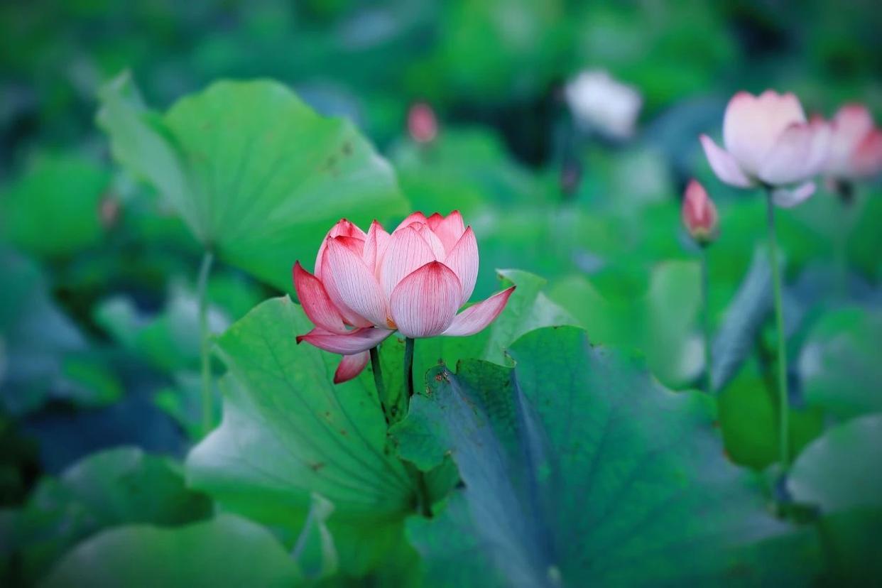 散文夏日荷花,荷花与禅意的唯美散文