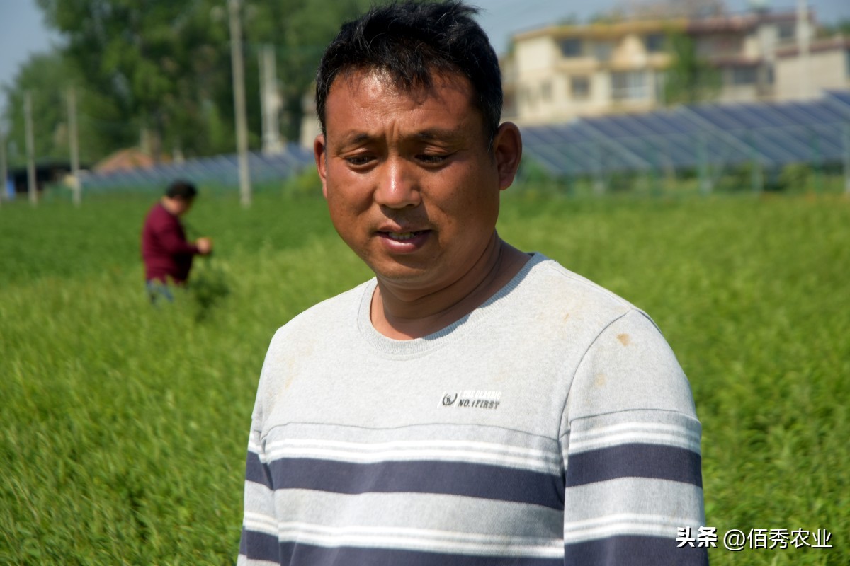 蚜虫专用速效杀虫剂,蚜虫最好的杀虫剂是什么