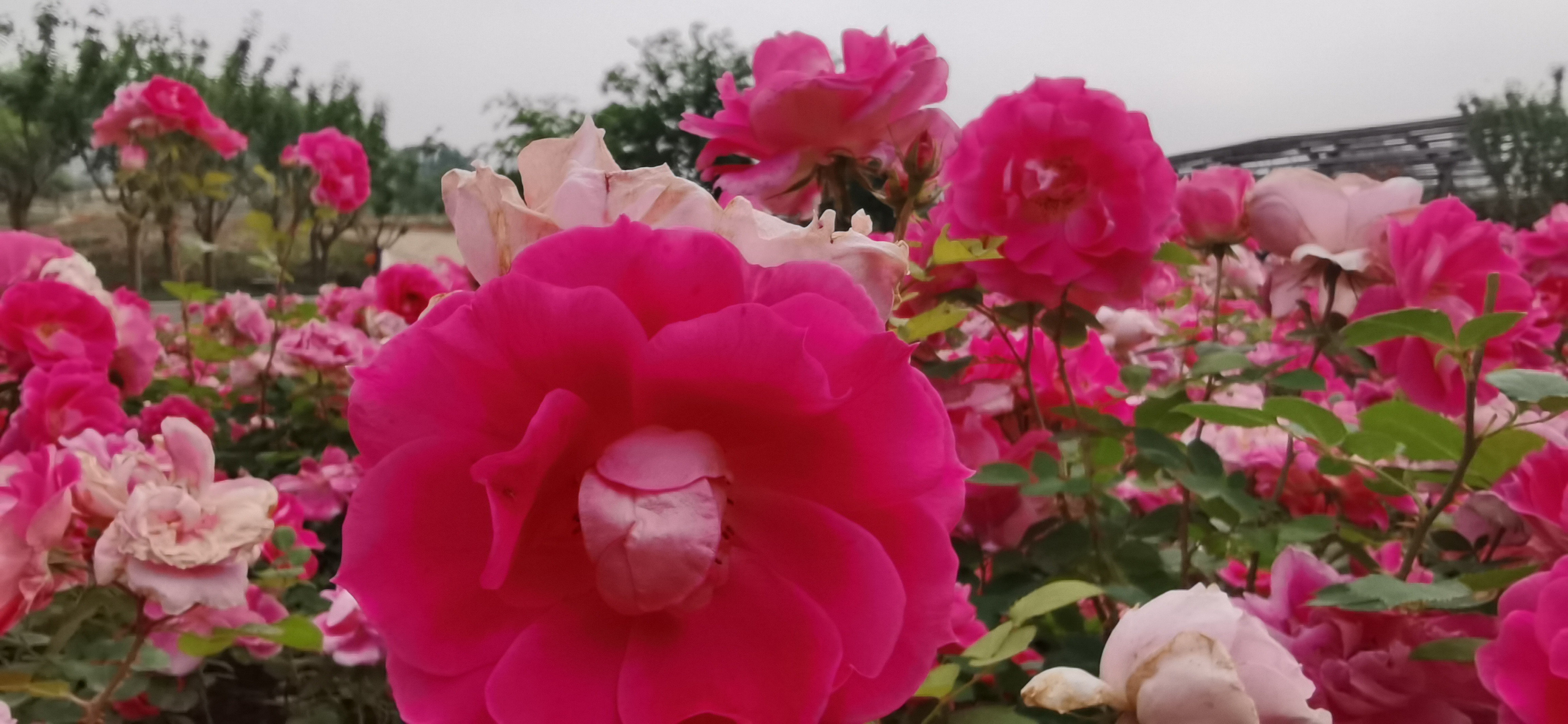 福彩3d2022338期专业玩彩,福彩3d2022338期开奖结果