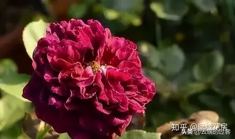 1到99朵玫瑰的含义图片,1到99朵玫瑰花语是什么