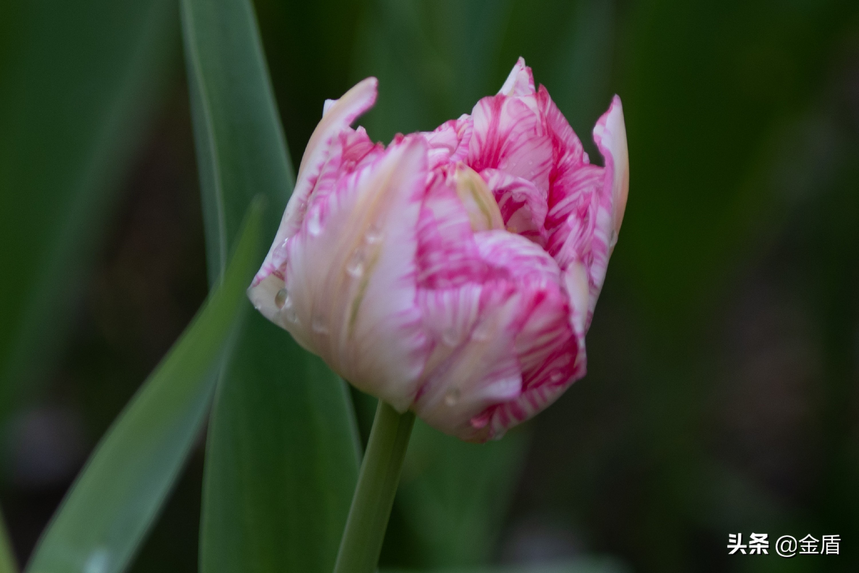 粉红皇后郁金香,花中皇后郁金香全集