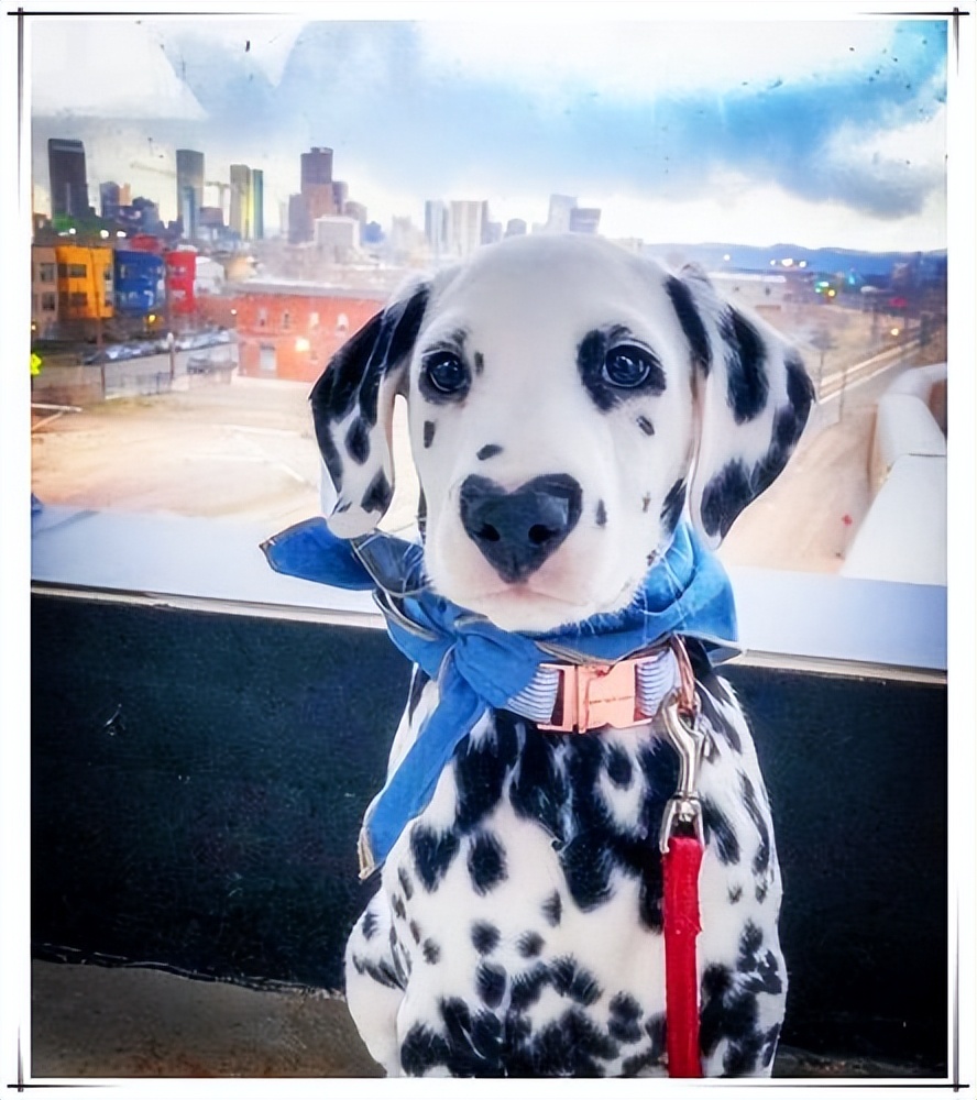 斑点狗这么可爱为什么很少人养,斑点狗为什么是禁养犬