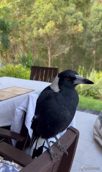 狗跟喜鹊待久了竟开始假孕分泌乳汁鸟：我把你当朋友你却想当我妈