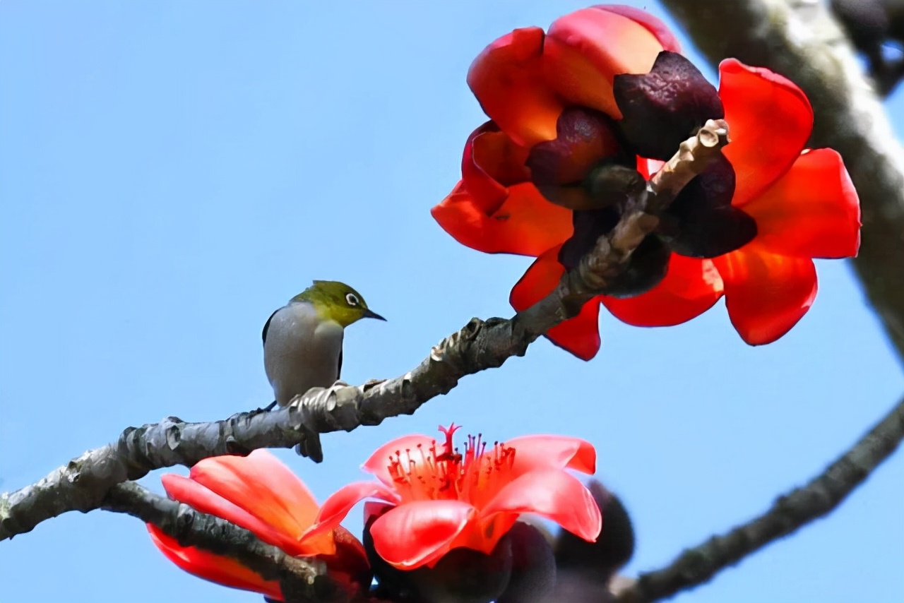 无叶开花的植物有哪些,有花无叶的植物