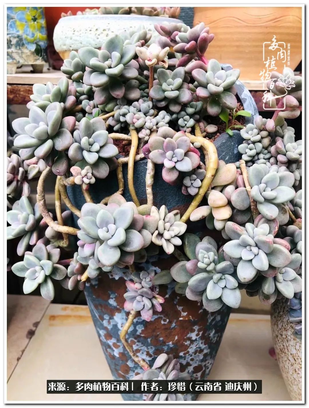 给生命一份淡然还岁月一份从容,给生命留一份洒脱的话