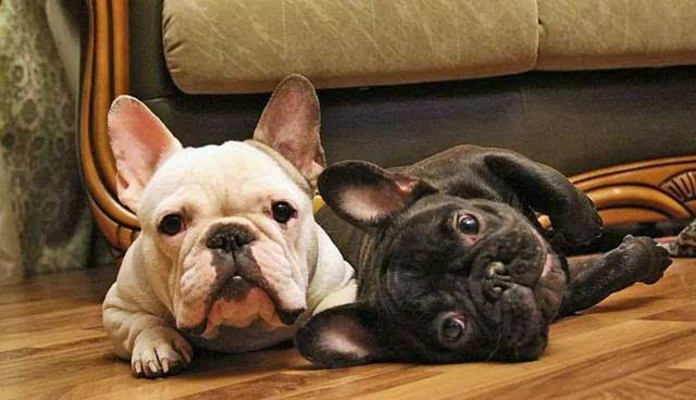 哈士奇大型犬可以养吗,哈士奇犬为什么不建议养