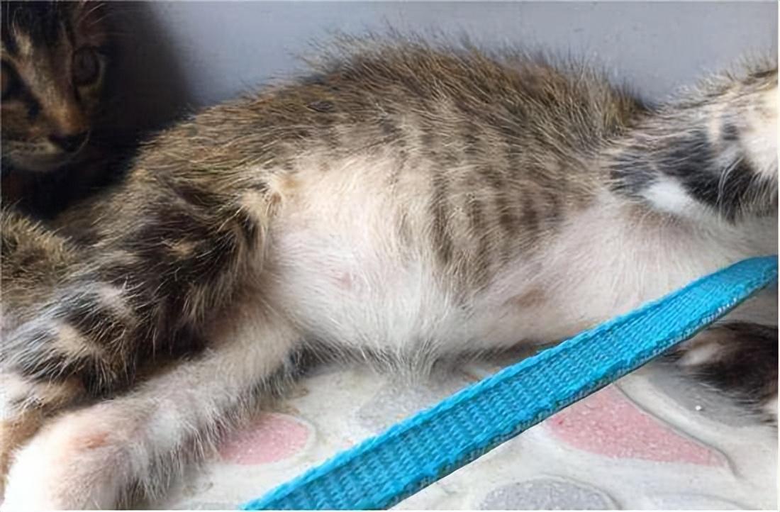 怎么挑选幼猫美短,怎么挑选幼猫性格