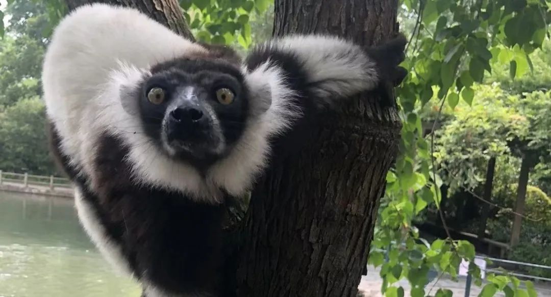上海野生动物园端午节游玩门票,上海野生动物园年卡节假日