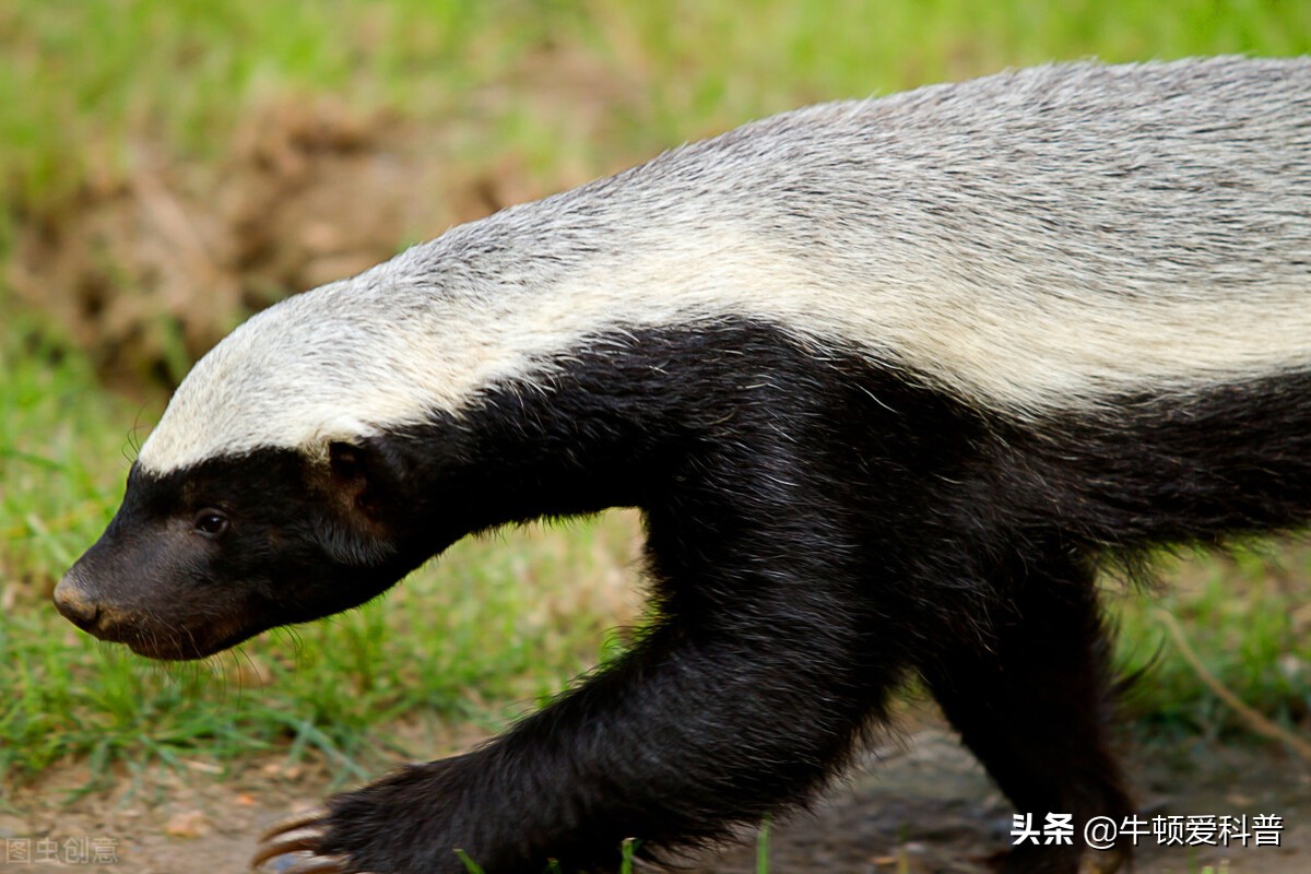 蜜獾平头哥怕啥毒蛇,平头哥蜜獾的4大天敌