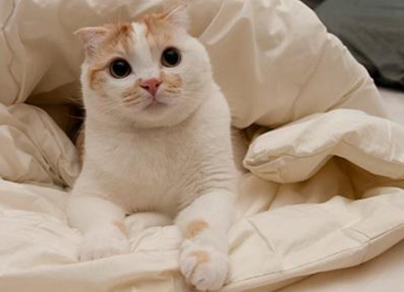 猫咪怕热怕冷是怎么回事,猫咪怕冷的迹象