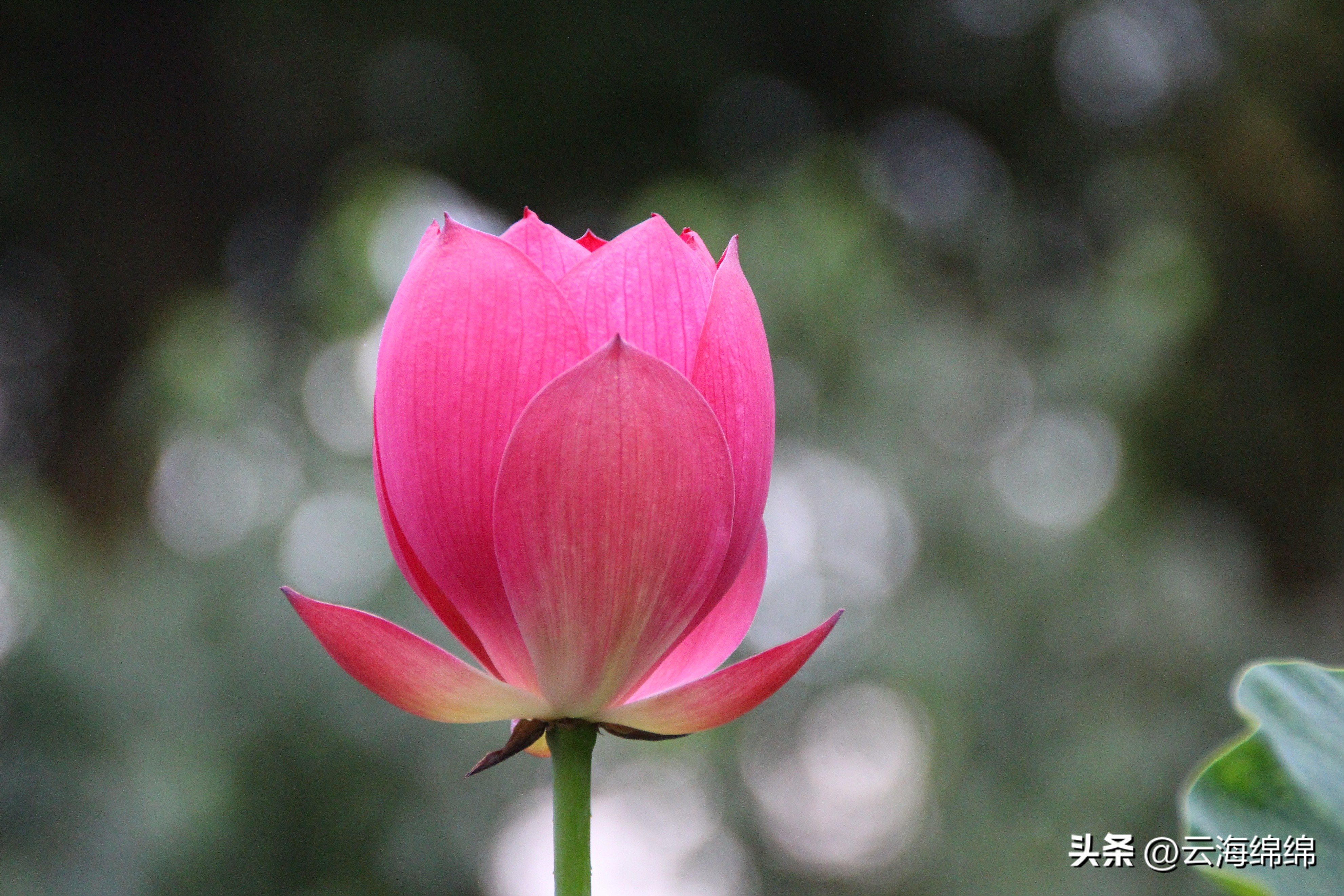 夏日荷花别样红照片,夏日荷花别样红手工