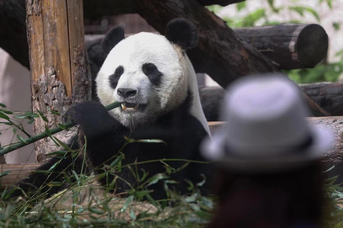 各国对待中国熊猫的态度,盘点各国对待大熊猫的态度
