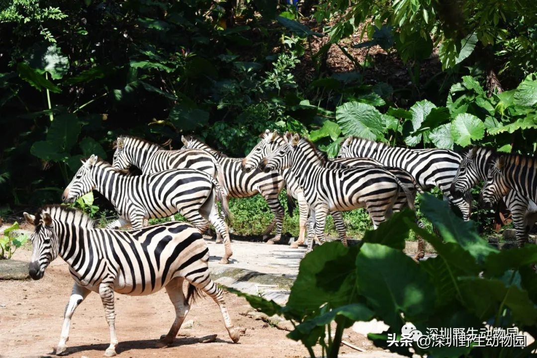 考完先别溜！优惠门票¥67.8，放松一“夏”！