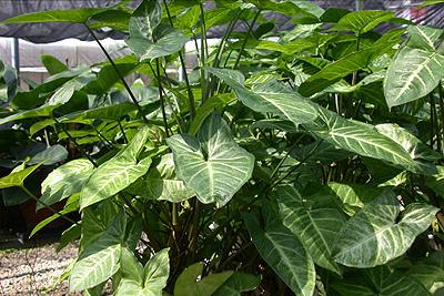 合果芋怎么养殖长得旺盛,合果芋怎么养