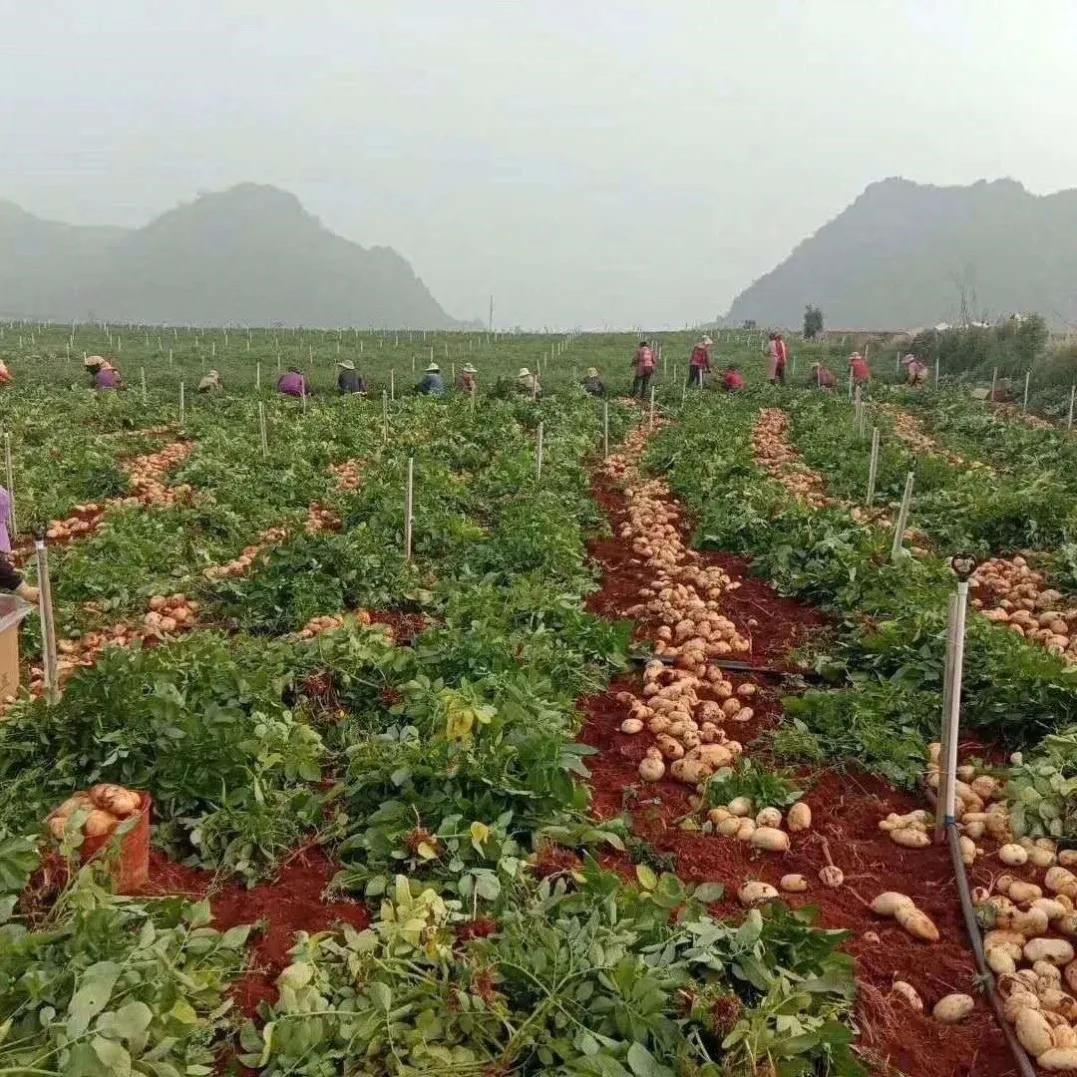 爸爸是党员子女入党,爸爸是党员