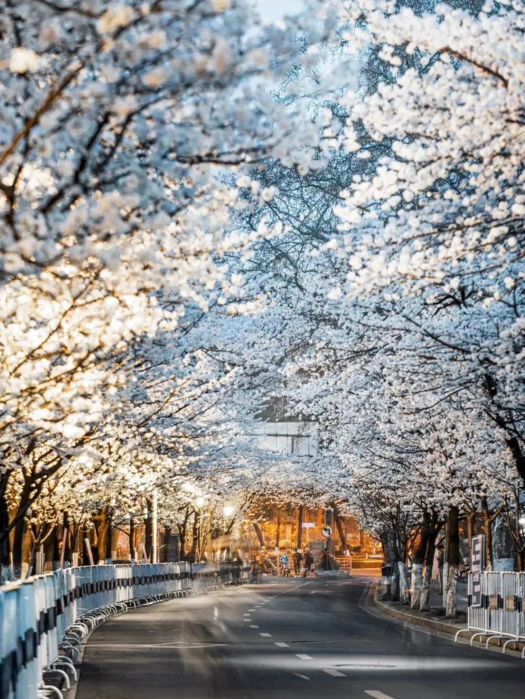 日本100个最佳樱花景点,日本十大樱花景点