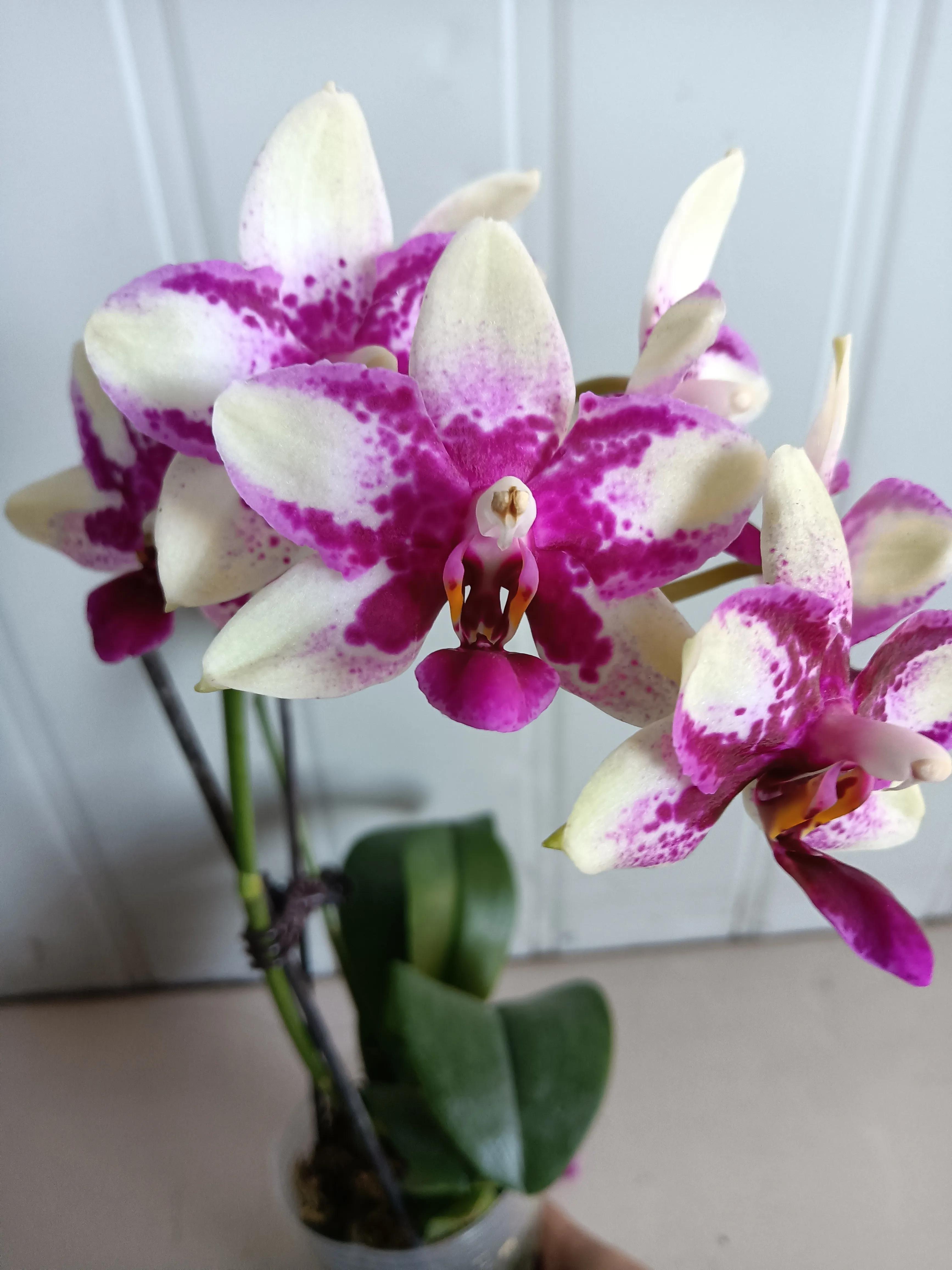 直播间买的花真的好吗,有没有在直播间买花的