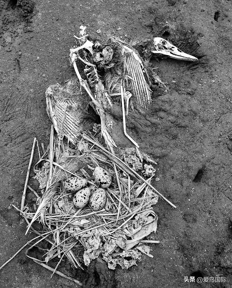 2024观鸟大年,观鸟大年介绍