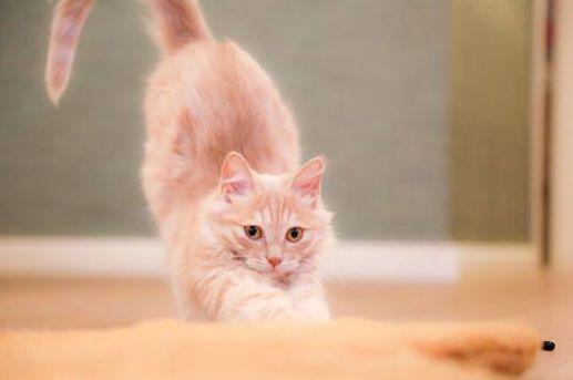 猫咪挑食不吃冻干肉怎么办,猫咪挑食不吃冻干怎么办