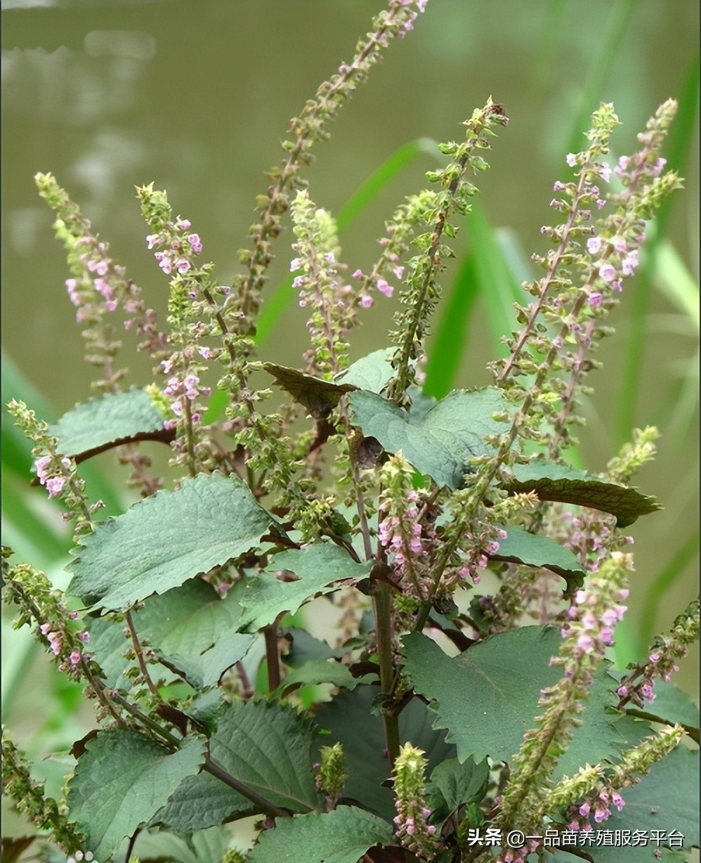 土法养鸡防鸡病,鸡瘟用什么土方法最好