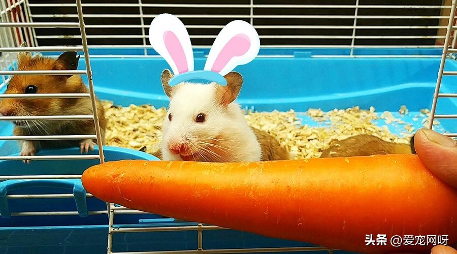 小仓鼠身上的细菌对人体有危害吗,榉木对仓鼠有危害吗