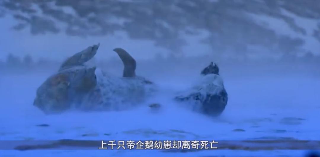 极端高温,灾难的开始…该如何拯救