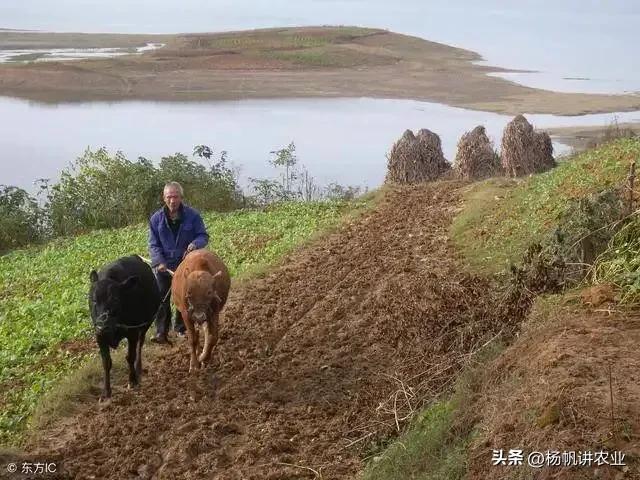 农村土地撂荒问题怎么解决,农村土地撂荒严重农民不愿种地