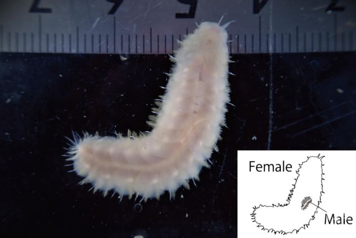 日本又拍到“新物种”，2米的怪鱼，是核辐射还是海底物种入侵？