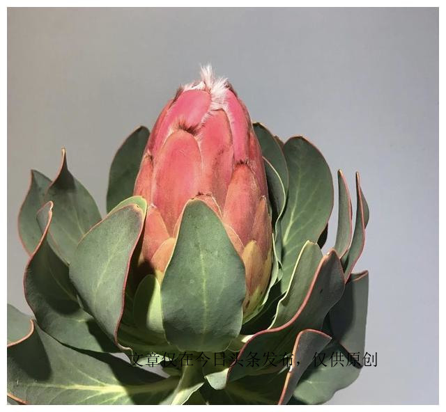 帝王花盆栽怎么做好看,帝王花盆栽养殖方法