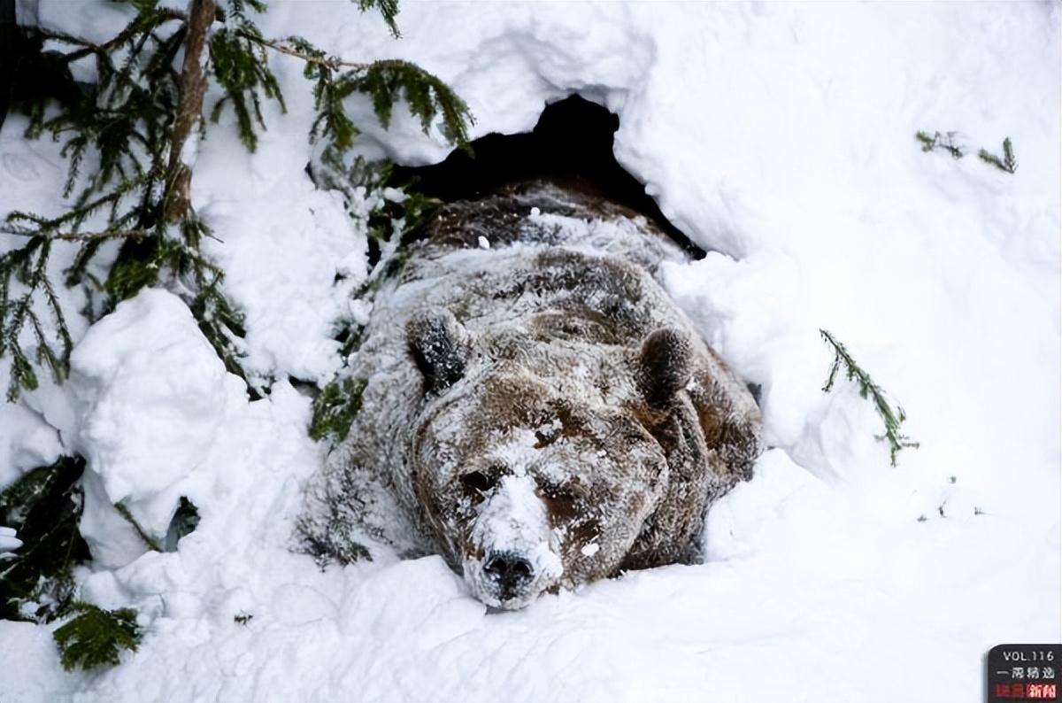 杀怒熊还是安抚怒熊?老猎手力排众议敢和发怒伤熊谈判|传奇