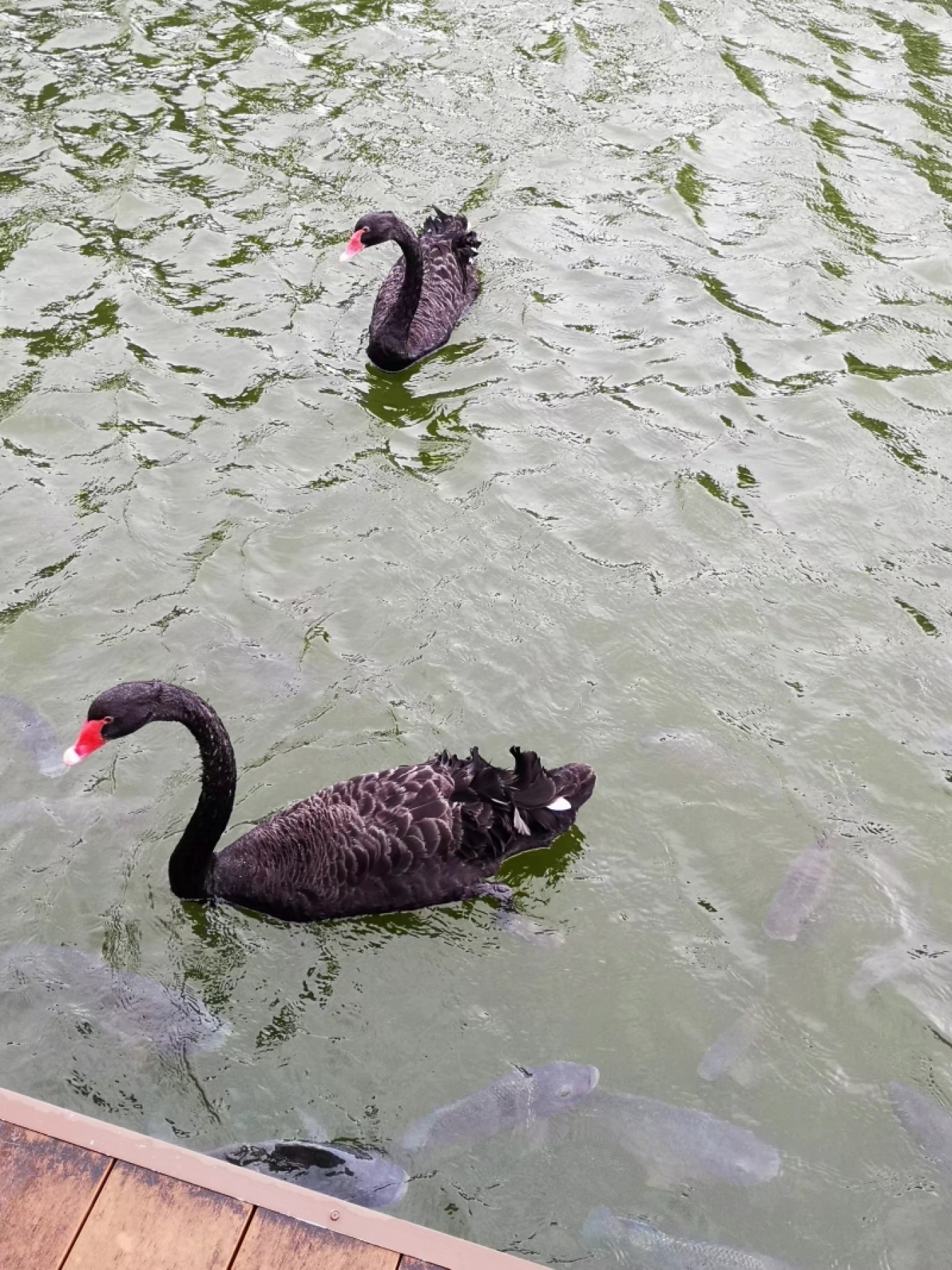 暑期档2019年,2019年暑期档