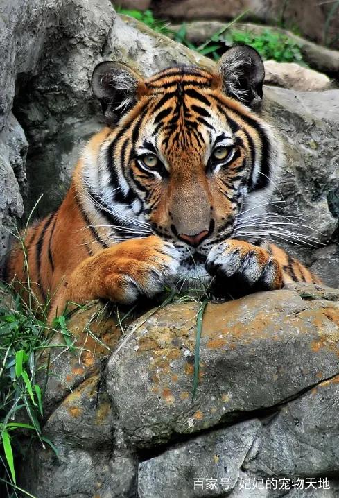 戏说老虎图文杂汇