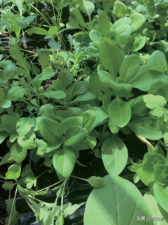 耐阴的花草怎么养,怎么养好阳台的花草