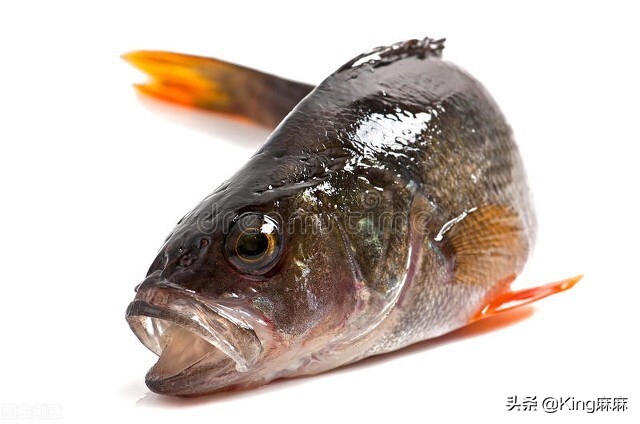 买鲈鱼雄的好还是雌的好,买鲈鱼要不要杀