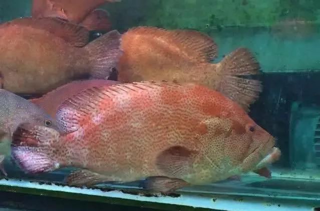 鱼类食材大全名称图片,鱼类菜谱大全100种