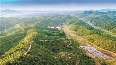 油茶树成我省山区脱贫树致富树,广南县油茶树结出致富果