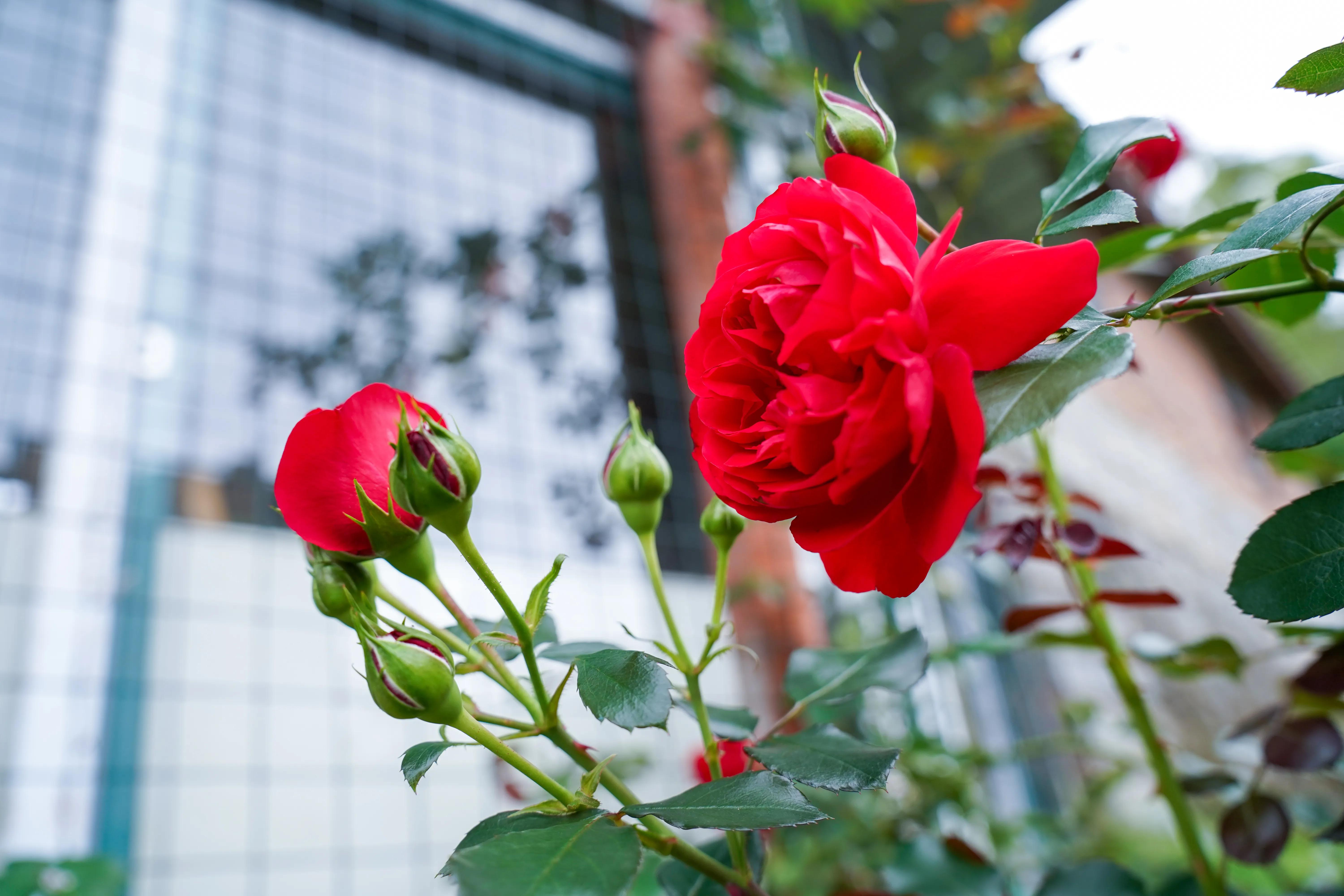 拍完这一波花开，这春天就结束了。
