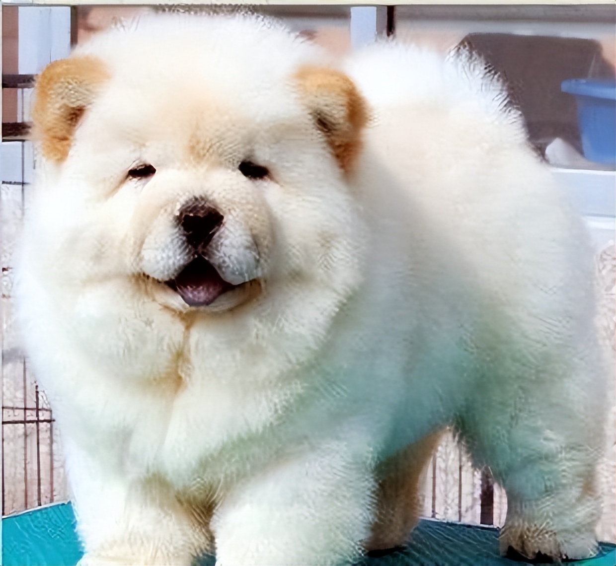 松狮犬为什么不适合家养呢,松狮犬为啥不建议养