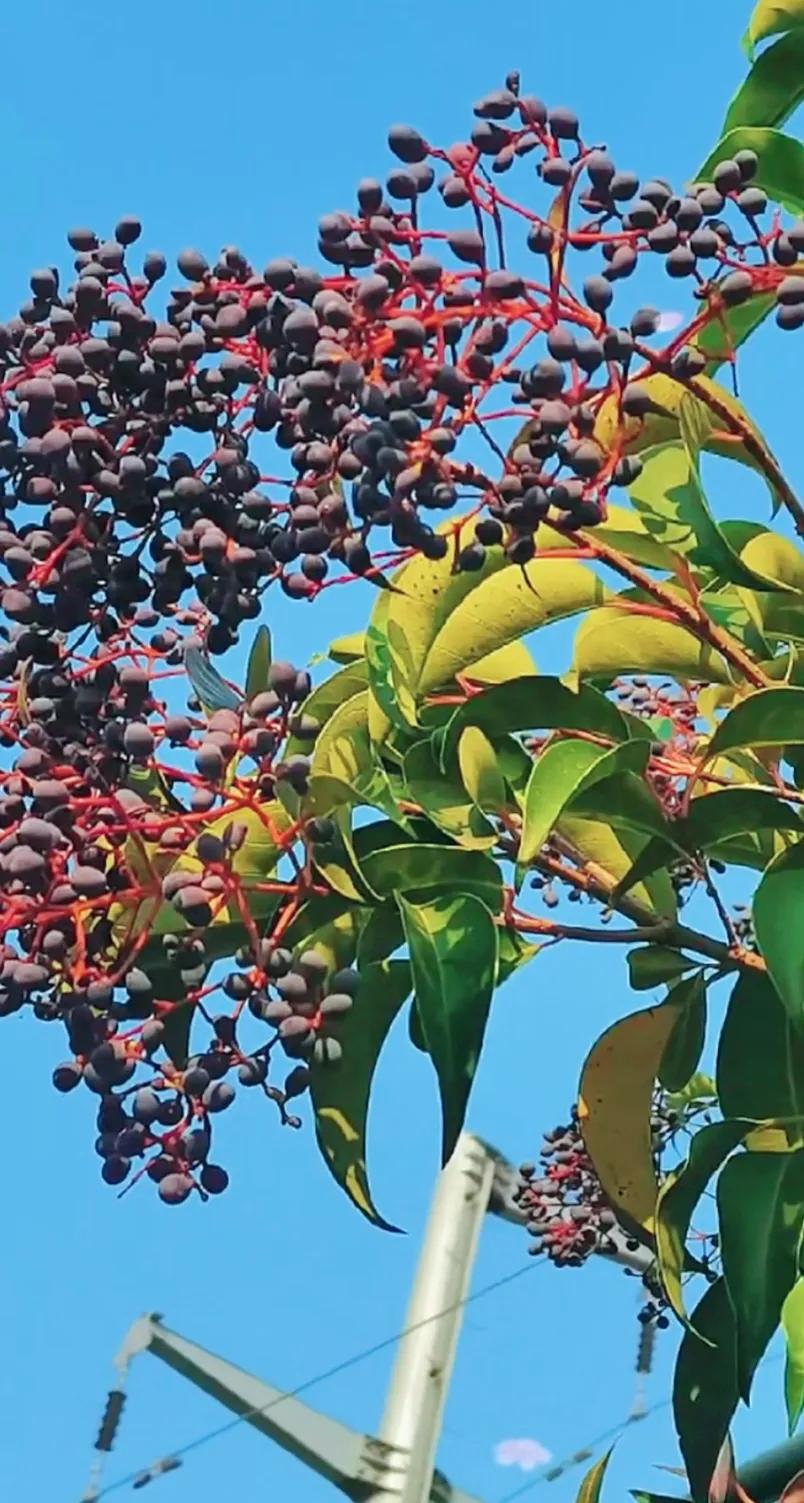 女贞子图片树木,女贞子树彩图