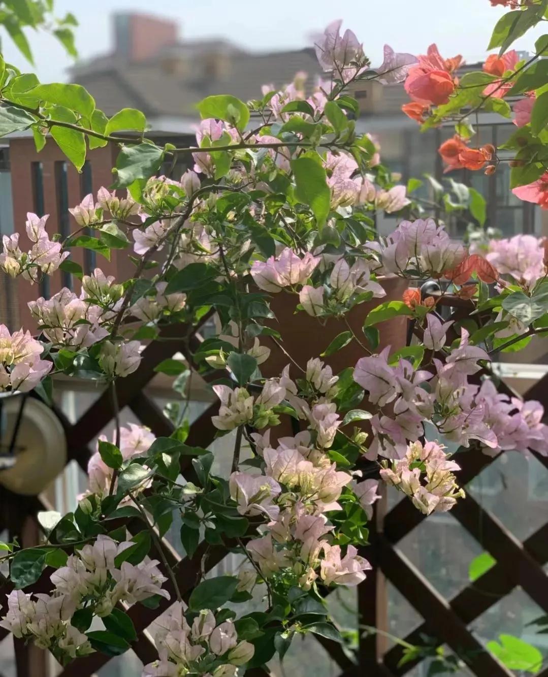 90后姑娘回家改造楼顶花园,5000元楼顶造花园