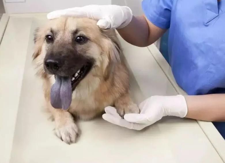 狗子们交配时，为何会如此“难分难解”？