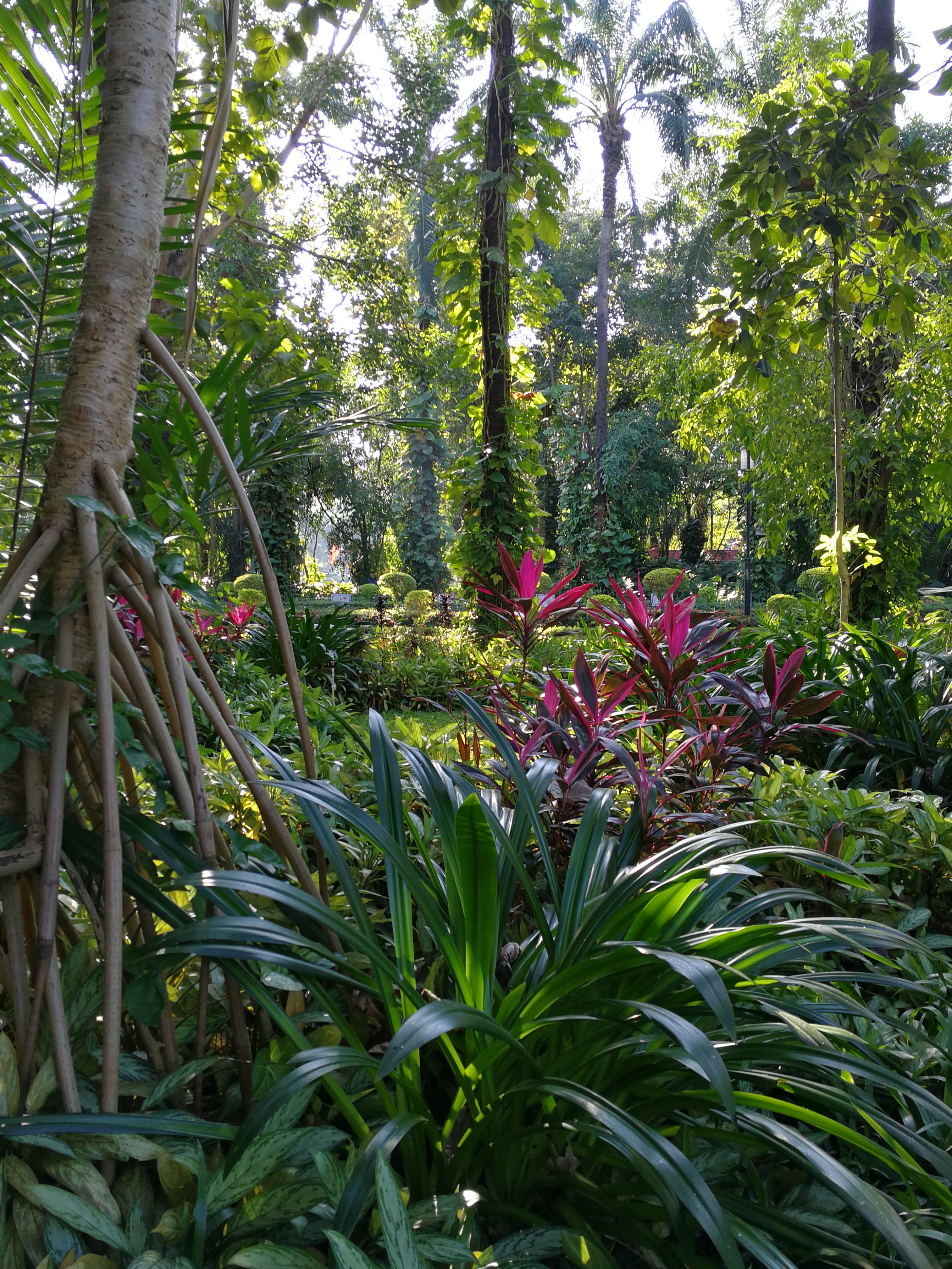 带大家走进美丽的西双版纳,带您走进美丽的西双版纳