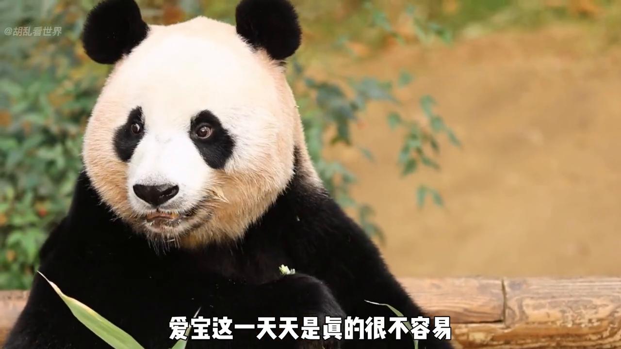 爱宝到底过得好不好,大熊猫爱宝从哪里送出去的