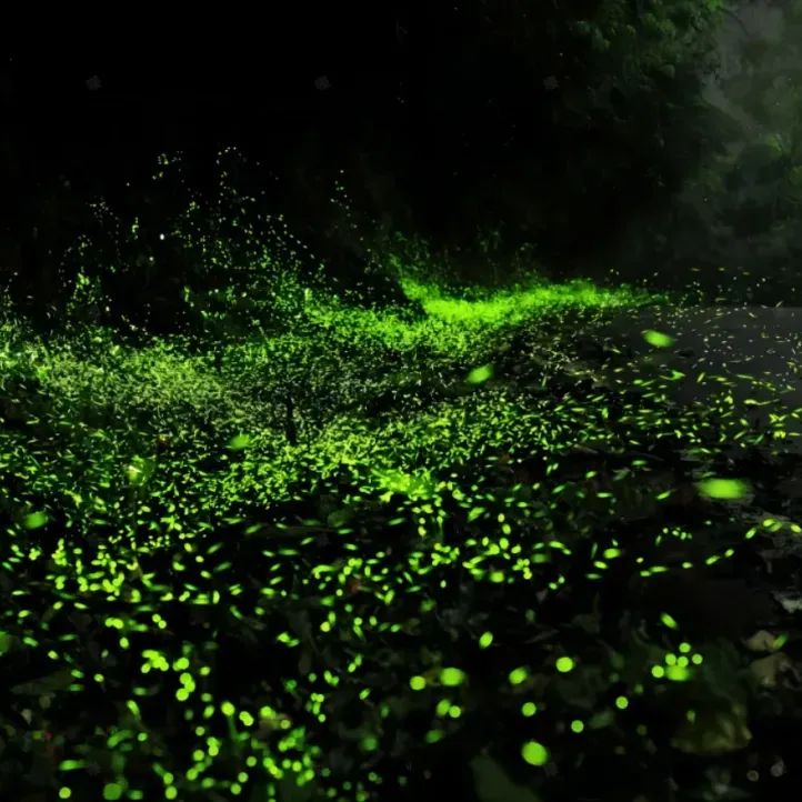 六月一起去邛崃逛古镇看云海日出共赴萤火虫之约