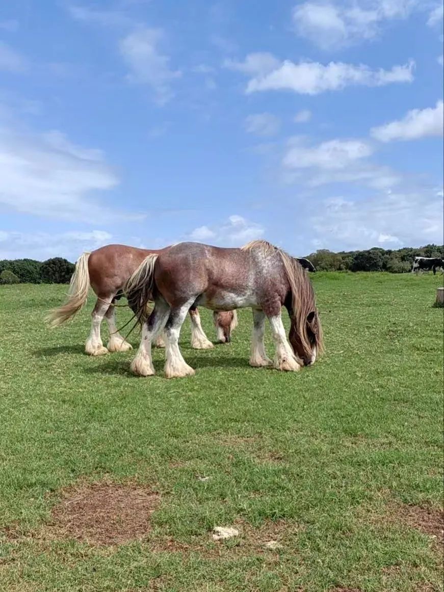段哥福建,段哥跨境
