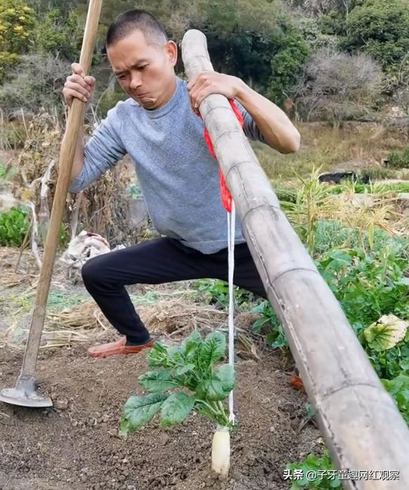 迷茫哥：抽屉里种菜，镜子贴膏药，各种神奇操作笑翻网友