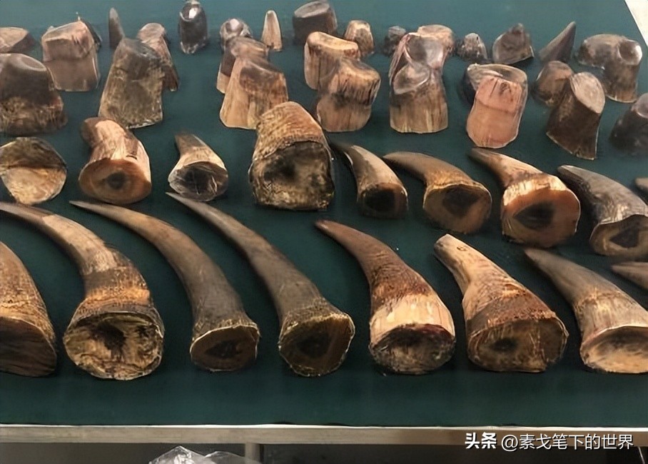 收入水平影响犀牛角消费偏好：野生与半野生犀牛角更受青睐