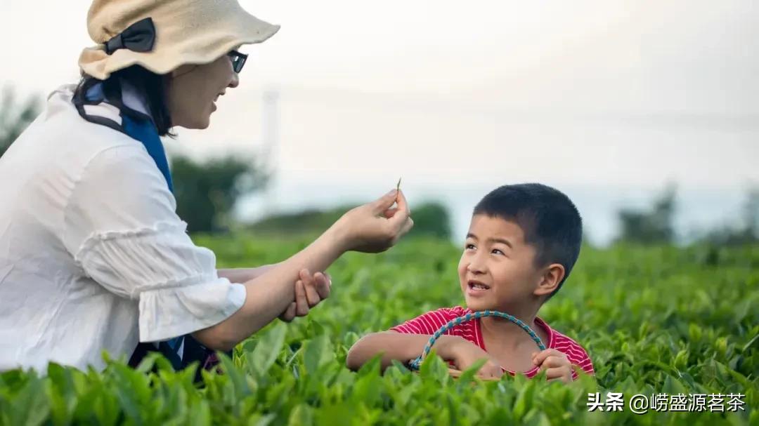 青岛正宗崂山绿茶,青岛正宗的崂山绿茶