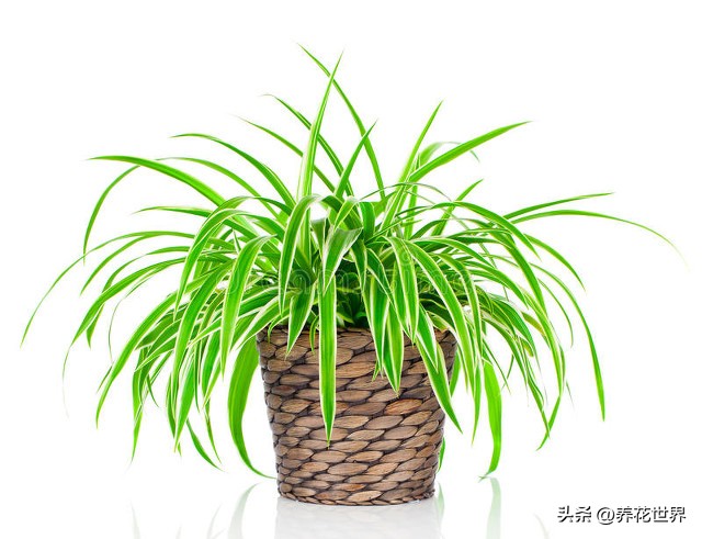 养这10种花越养家里越干净,这8种花最旺家只需养一盆